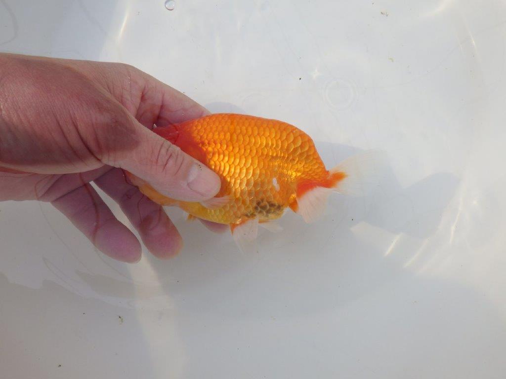 【志摩紅鱗会　二歳会　入賞魚】東前頭四枚目に入賞した明け二歳らんちゅう約14㎝オス