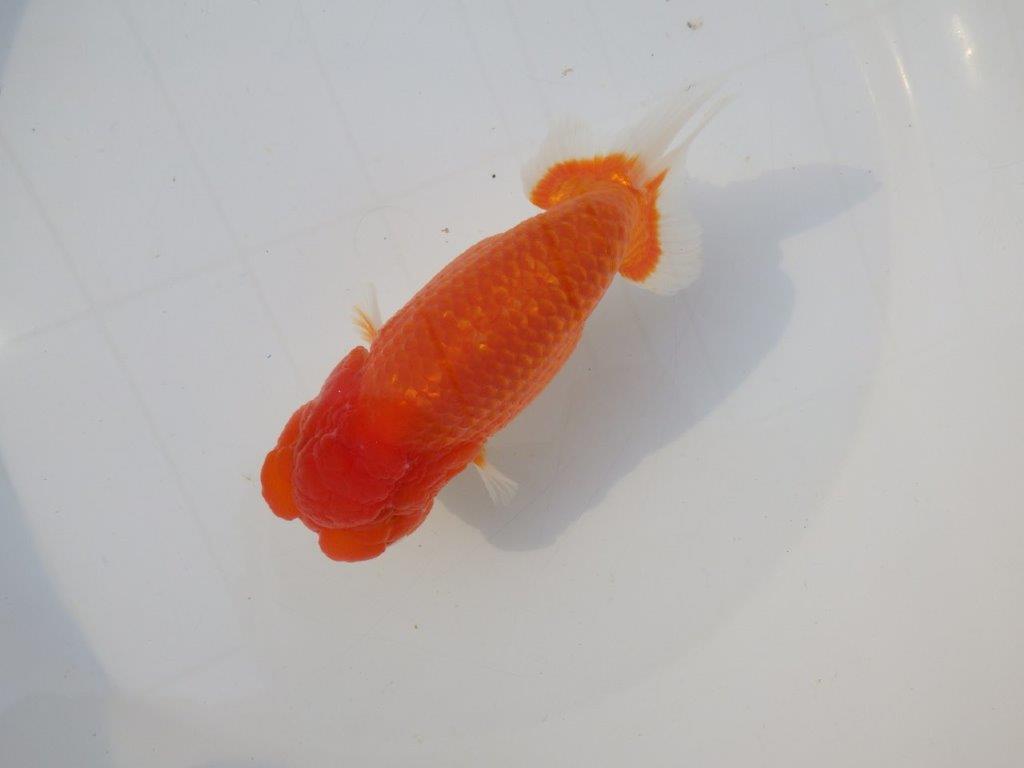 【志摩紅鱗会　二歳会　入賞魚】東前頭四枚目に入賞した明け二歳らんちゅう約14㎝オス