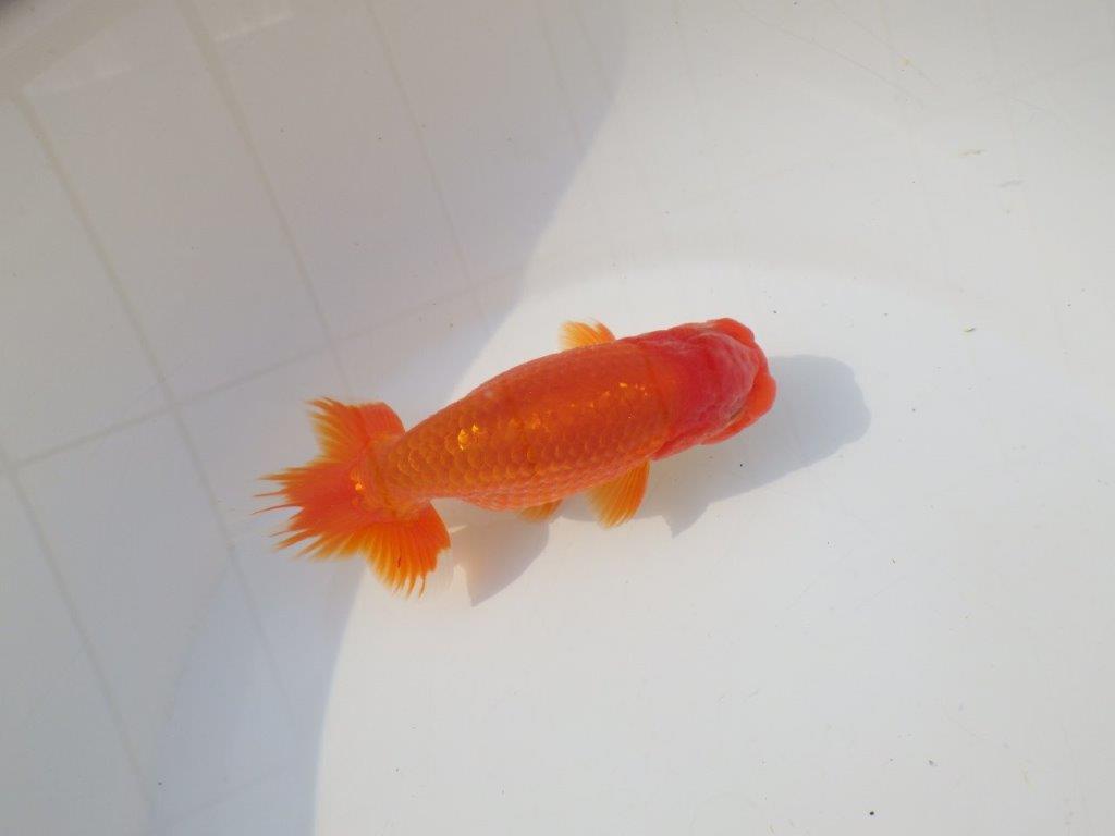 【志摩紅鱗会　二歳会　入賞魚】東前頭三枚目に入賞した明け二歳らんちゅう約13㎝オス