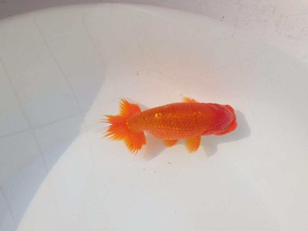 【志摩紅鱗会　二歳会　入賞魚】東前頭三枚目に入賞した明け二歳らんちゅう約13㎝オス