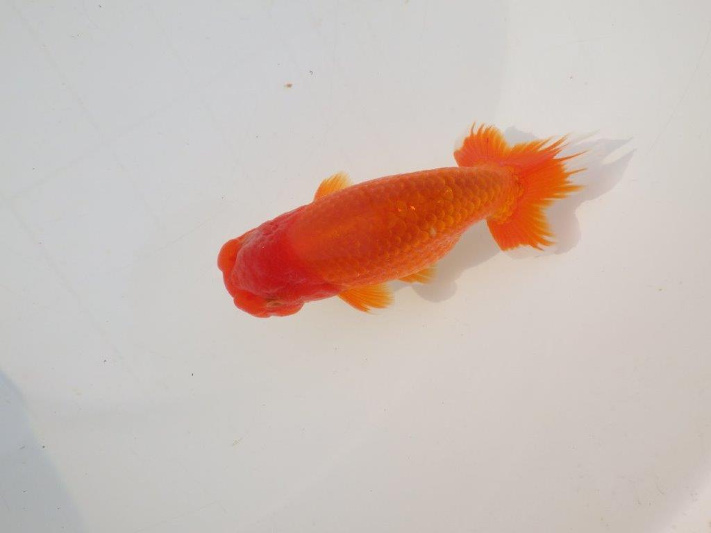 【志摩紅鱗会　二歳会　入賞魚】東前頭三枚目に入賞した明け二歳らんちゅう約13㎝オス