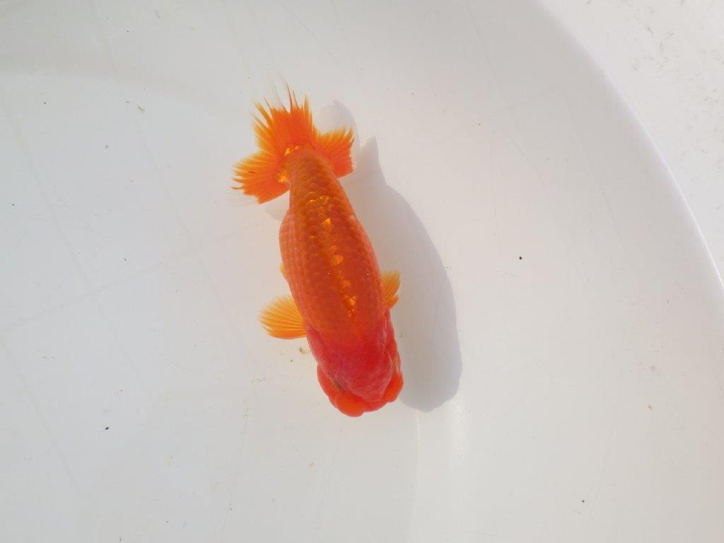 【志摩紅鱗会　二歳会　入賞魚】東前頭三枚目に入賞した明け二歳らんちゅう約13㎝オス