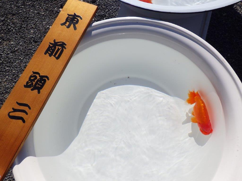 【志摩紅鱗会　二歳会　入賞魚】東前頭三枚目に入賞した明け二歳らんちゅう約13㎝オス