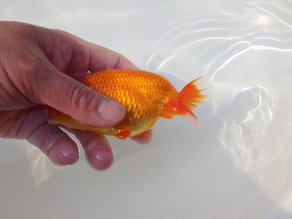 【志摩紅鱗会　二歳会　入賞魚】東前頭三枚目に入賞した明け二歳らんちゅう約13㎝オス