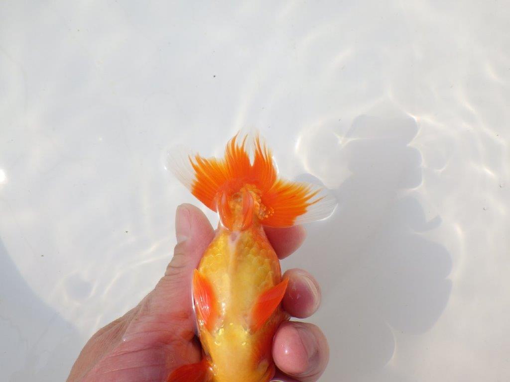 【志摩紅鱗会　二歳会　入賞魚】東前頭三枚目に入賞した明け二歳らんちゅう約13㎝オス