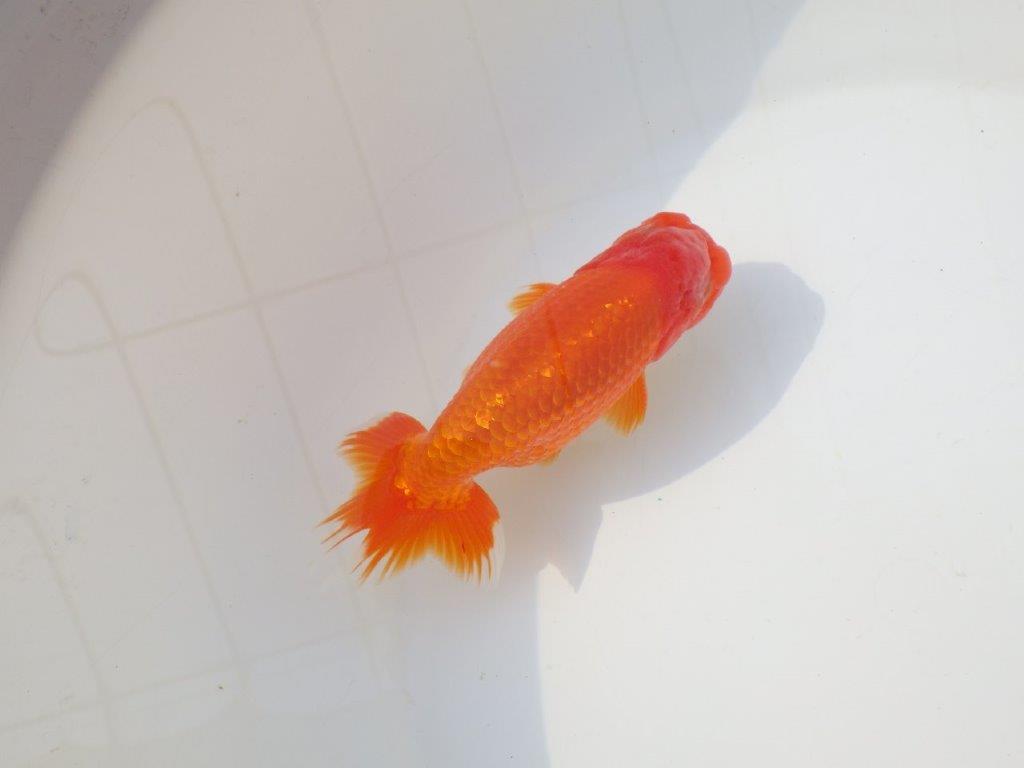 【志摩紅鱗会　二歳会　入賞魚】東前頭三枚目に入賞した明け二歳らんちゅう約13㎝オス