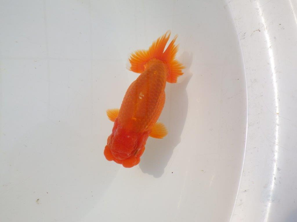 【志摩紅鱗会　二歳会　入賞魚】東前頭一枚目に入賞した明け二歳らんちゅう約12,5㎝オス