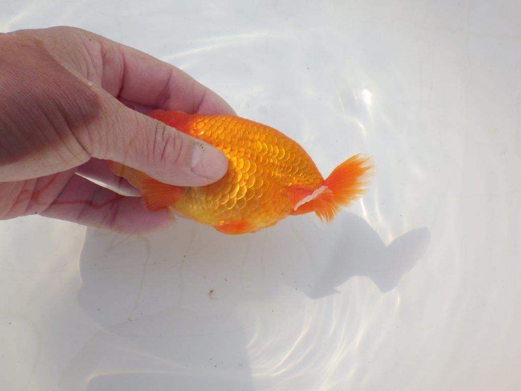 【志摩紅鱗会　二歳会　入賞魚】東前頭一枚目に入賞した明け二歳らんちゅう約12,5㎝オス