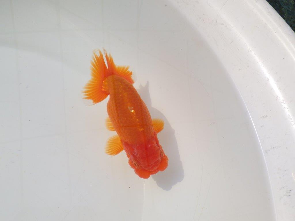 【志摩紅鱗会　二歳会　入賞魚】東前頭一枚目に入賞した明け二歳らんちゅう約12,5㎝オス