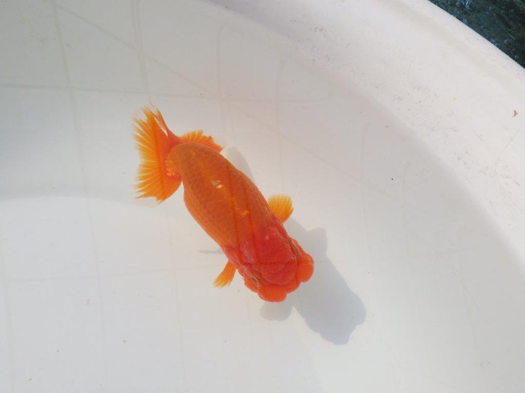 【志摩紅鱗会　二歳会　入賞魚】東前頭一枚目に入賞した明け二歳らんちゅう約12,5㎝オス