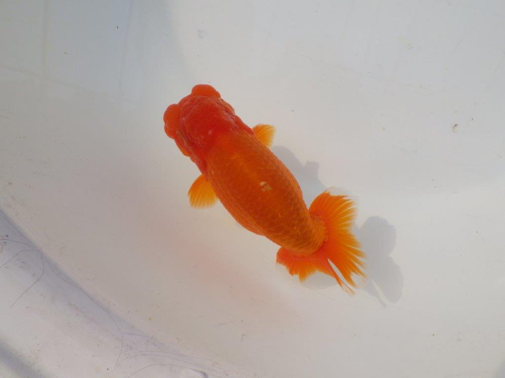 【志摩紅鱗会　二歳会　入賞魚】東前頭一枚目に入賞した明け二歳らんちゅう約12,5㎝オス