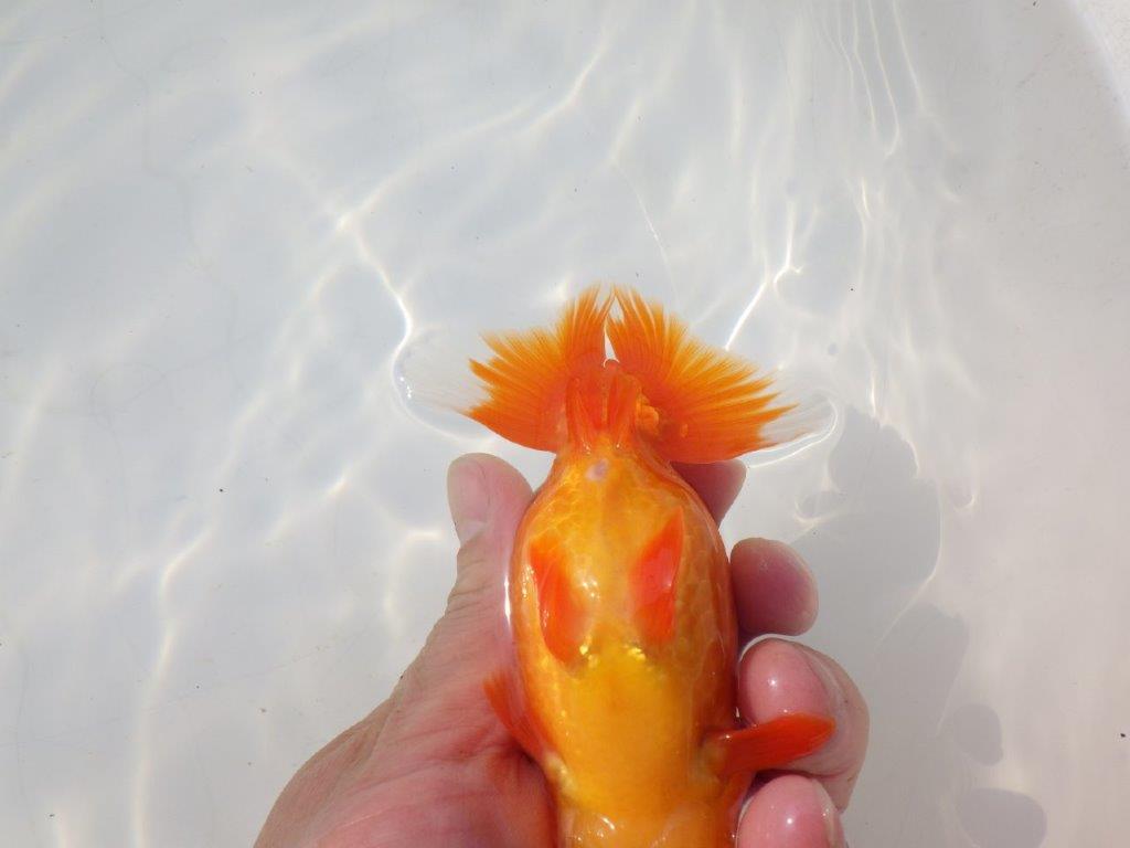 【志摩紅鱗会　二歳会　入賞魚】東前頭一枚目に入賞した明け二歳らんちゅう約12,5㎝オス