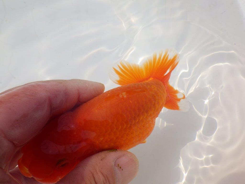 【志摩紅鱗会　二歳会　入賞魚】東前頭一枚目に入賞した明け二歳らんちゅう約12,5㎝オス