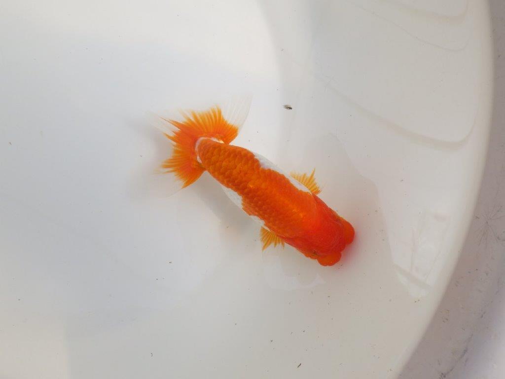 【全国大会東大関獲得系統 】素晴らしいフンタンの 明け二歳らんちゅう 約13,5㎝  オス