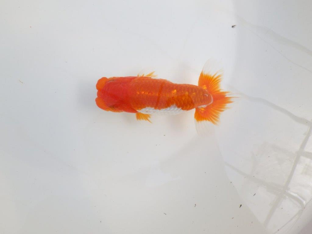 【全国大会東大関獲得系統 】素晴らしいフンタンの 明け二歳らんちゅう 約13,5㎝  オス