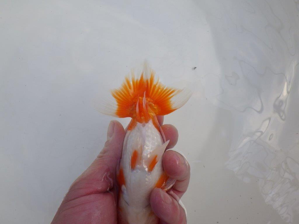 【全国大会東大関獲得系統 】素晴らしいフンタンの 明け二歳らんちゅう 約13,5㎝  オス