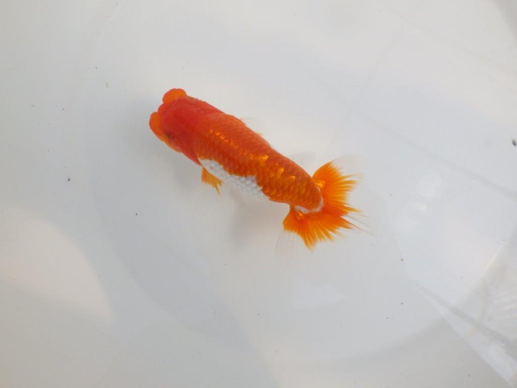 【全国大会東大関獲得系統 】素晴らしいフンタンの 明け二歳らんちゅう 約13,5㎝  オス