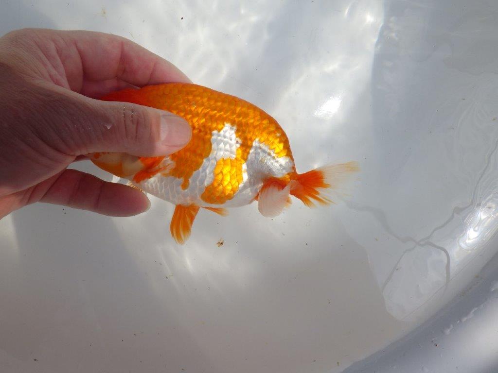 【全国大会東大関獲得系統 】雰囲気が良く見ごたえのある 明け二歳らんちゅう 約16㎝  メス？