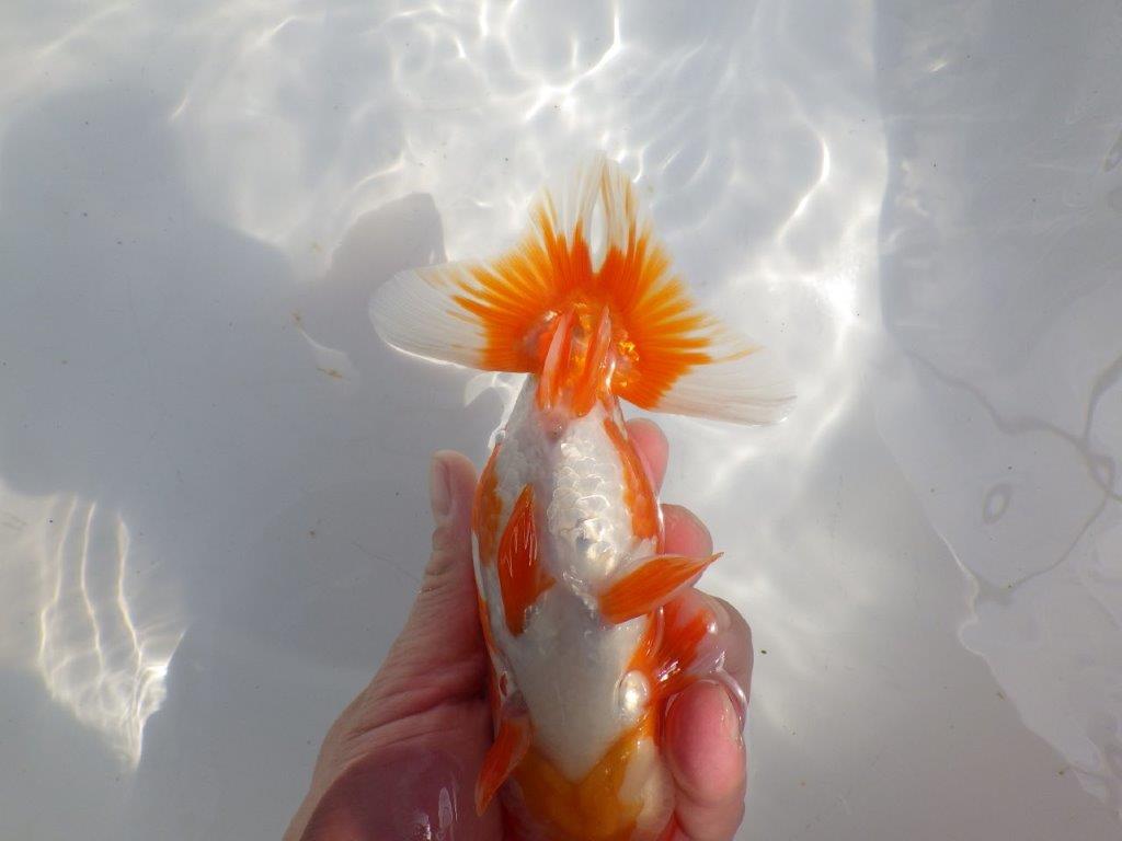 【全国大会東大関獲得系統 】雰囲気が良く見ごたえのある 明け二歳らんちゅう 約16㎝  メス？