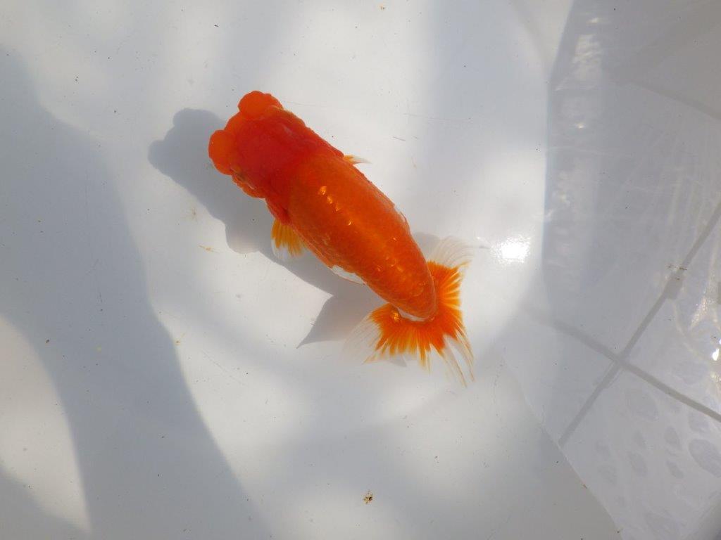 【全国大会東大関獲得系統 】雰囲気が良く見ごたえのある 明け二歳らんちゅう 約16㎝  メス？