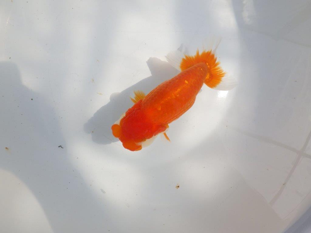 【全国大会東大関獲得系統 】フンタン＆尾の雰囲気が良い 明け二歳らんちゅう 約15㎝  メス？