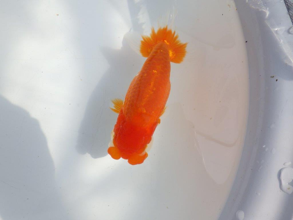 【全国大会東大関獲得系統 】フンタン＆尾の雰囲気が良い 明け二歳らんちゅう 約15㎝  メス？