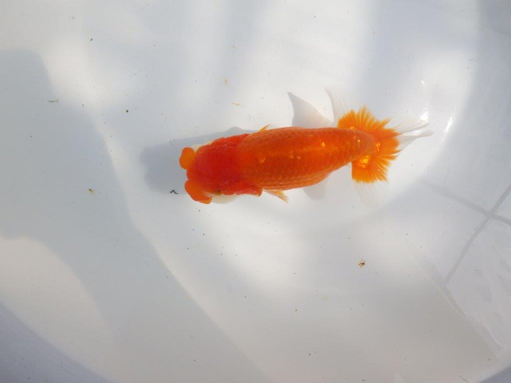 【全国大会東大関獲得系統 】フンタン＆尾の雰囲気が良い 明け二歳らんちゅう 約15㎝  メス？