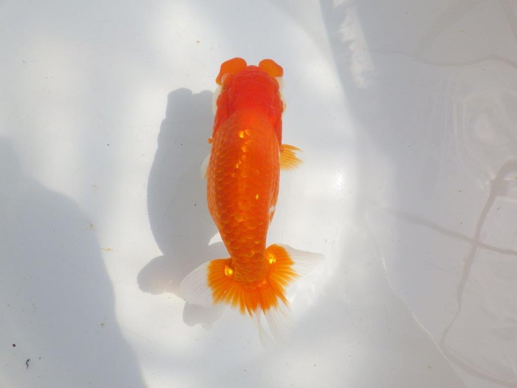 【全国大会東大関獲得系統 】フンタン＆尾の雰囲気が良い 明け二歳らんちゅう 約15㎝  メス？