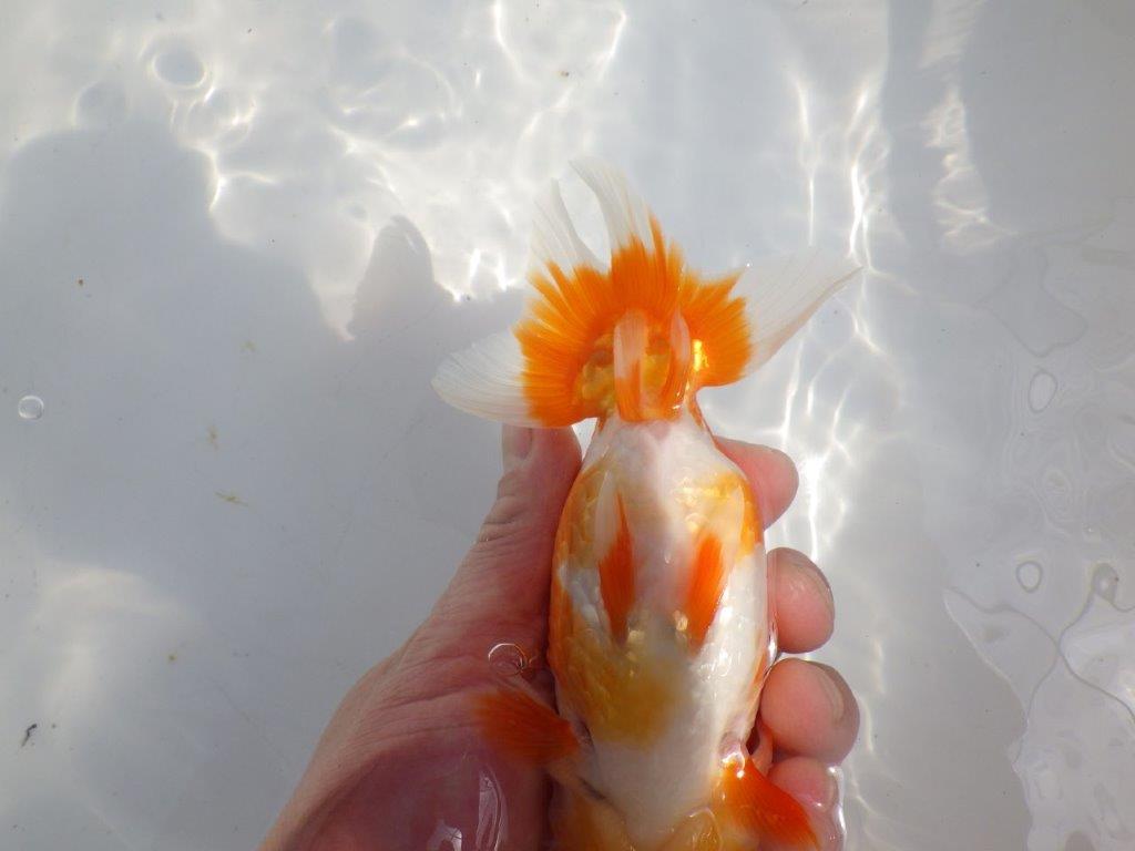 【全国大会東大関獲得系統 】フンタン＆尾の雰囲気が良い 明け二歳らんちゅう 約15㎝  メス？