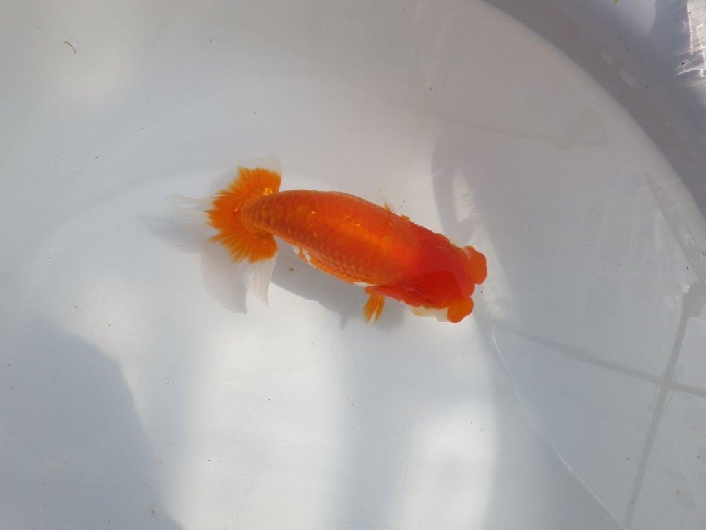 【全国大会東大関獲得系統 】フンタン＆尾の雰囲気が良い 明け二歳らんちゅう 約15㎝  メス？