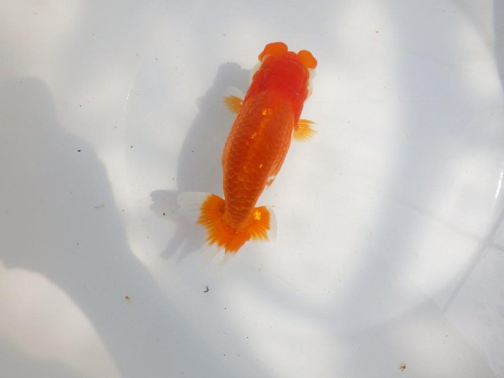 【全国大会東大関獲得系統 】フンタン＆尾の雰囲気が良い 明け二歳らんちゅう 約15㎝  メス？