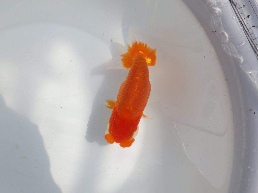 【全国大会東大関獲得系統 】フンタン＆尾の雰囲気が良い 明け二歳らんちゅう 約15㎝  メス？