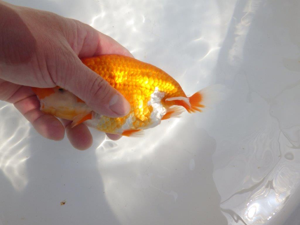 【全国大会東大関獲得系統 】フンタン＆尾の雰囲気が良い 明け二歳らんちゅう 約15㎝  メス？