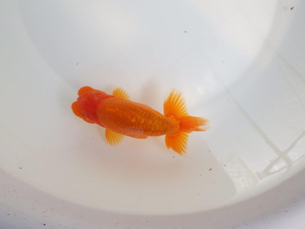 【全国大会東大関獲得系統 】尾構え・フンタン・の雰囲気が良い 明け二歳らんちゅう 約14㎝  オス