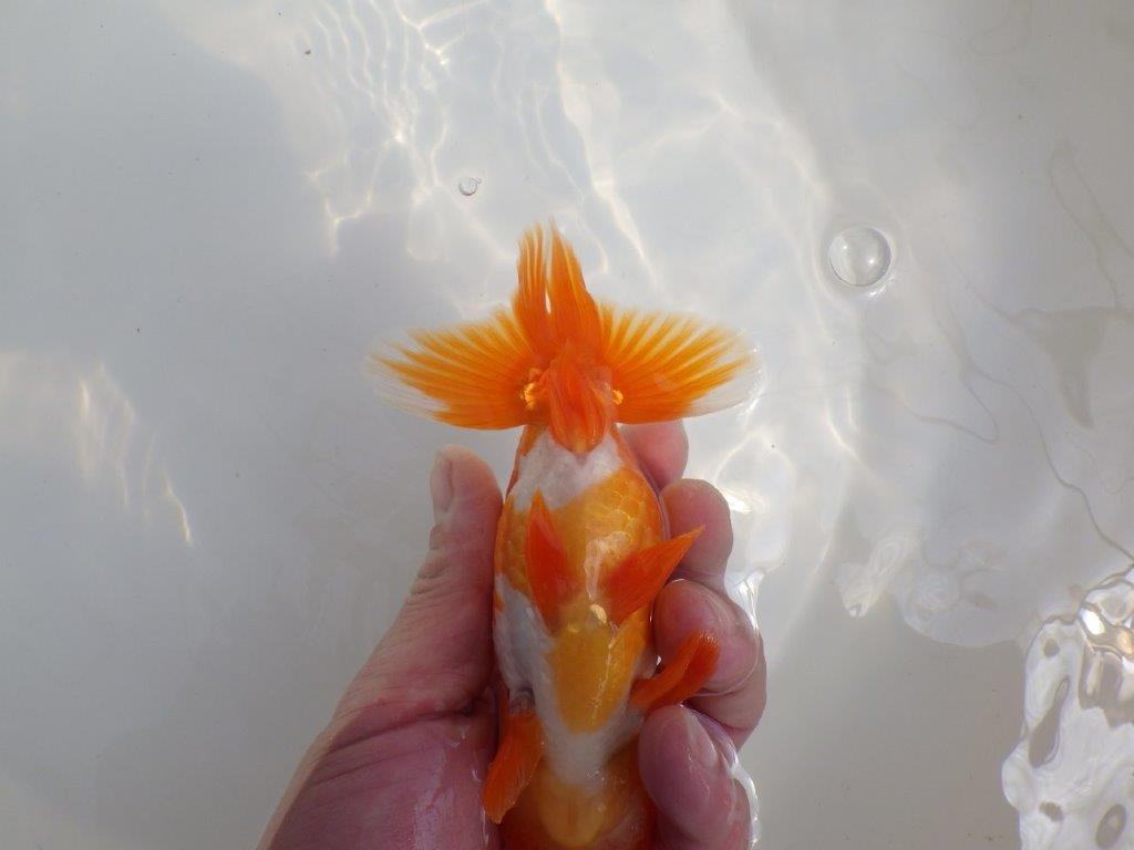 【全国大会東大関獲得系統 】尾構え・フンタン・の雰囲気が良い 明け二歳らんちゅう 約14㎝  オス