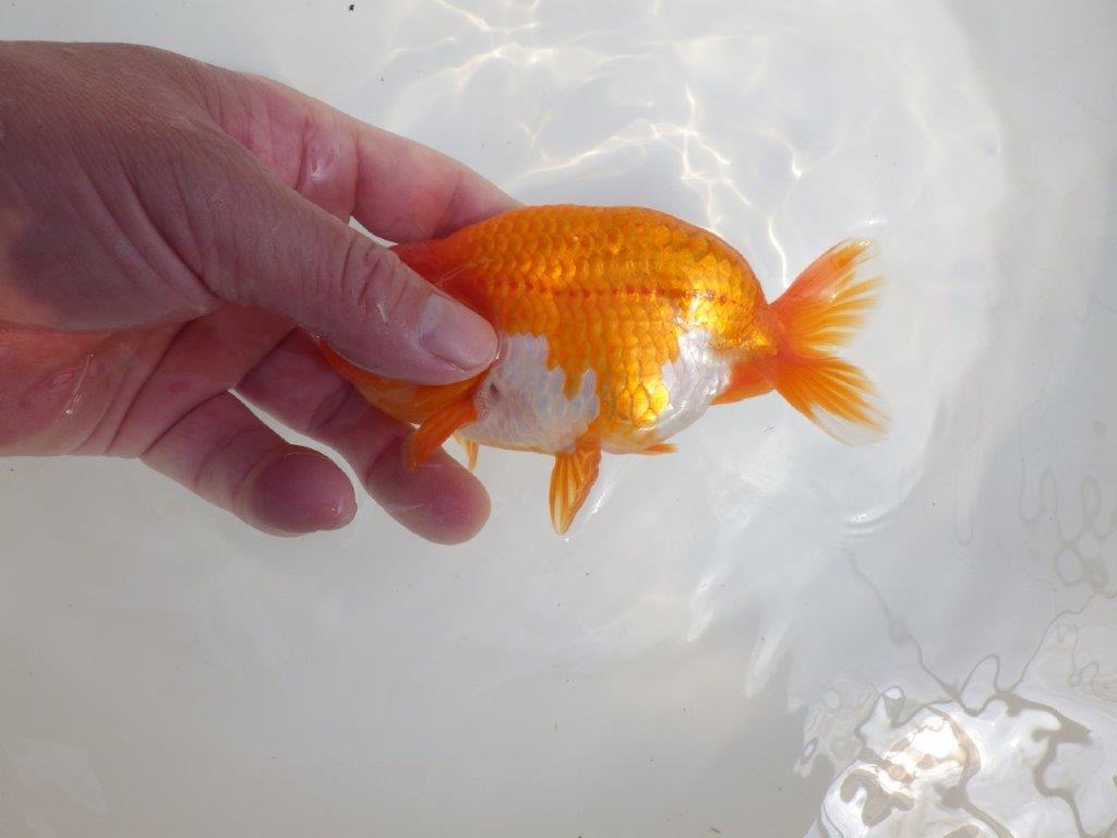 【全国大会東大関獲得系統 】尾構え・フンタン・の雰囲気が良い 明け二歳らんちゅう 約14㎝  オス