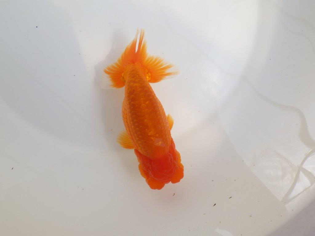 【全国大会東大関獲得系統 】魚の雰囲気が良い 明け二歳らんちゅう 約14,5㎝  オス