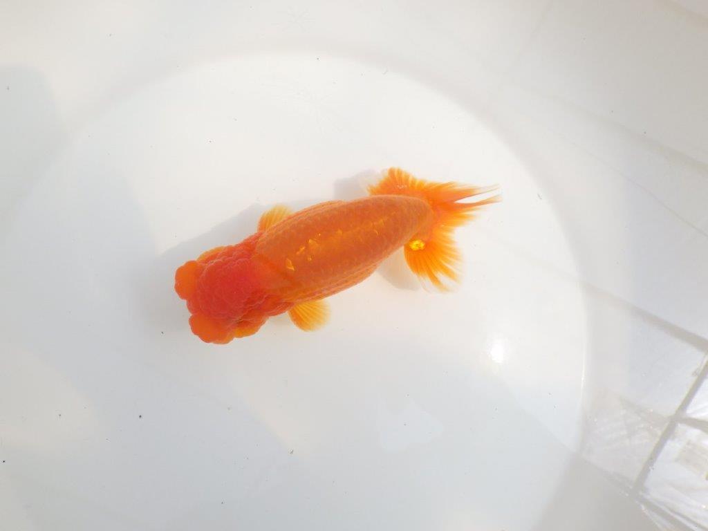 【全国大会東大関獲得系統 】魚の雰囲気が良い 明け二歳らんちゅう 約14,5㎝  オス