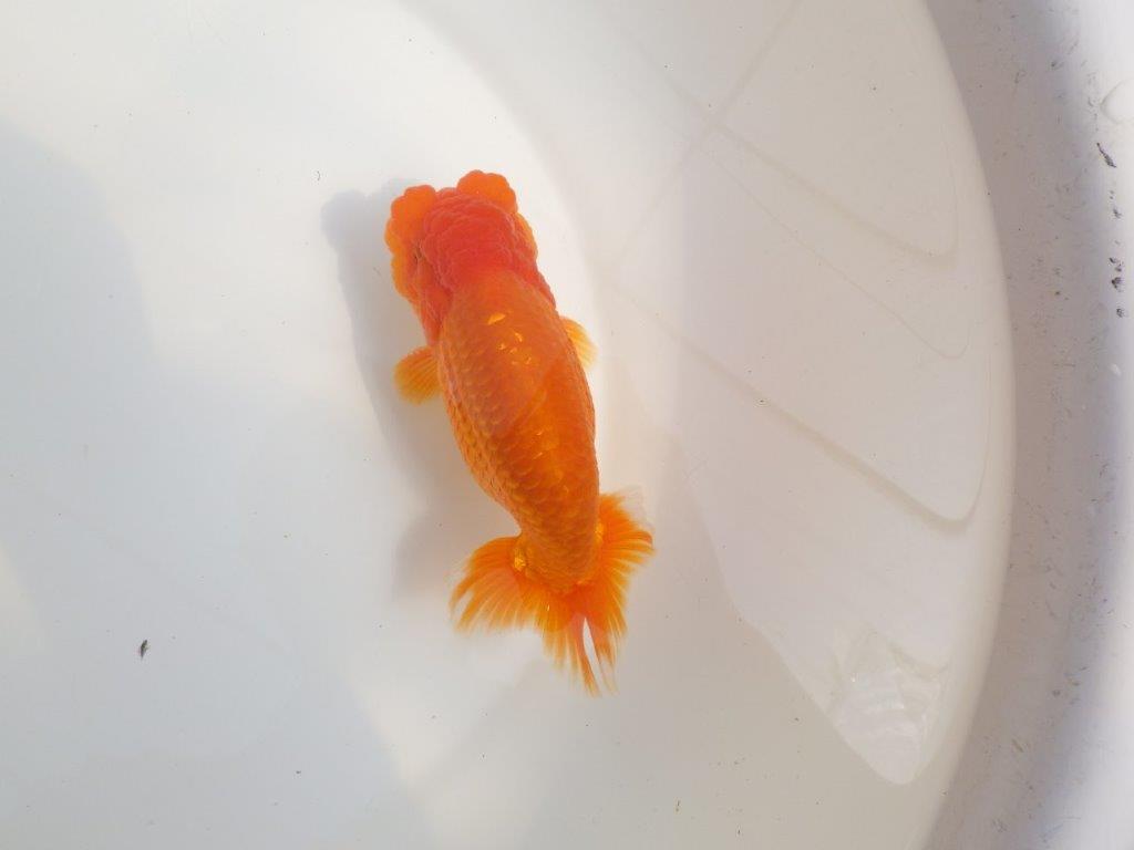 【全国大会東大関獲得系統 】魚の雰囲気が良い 明け二歳らんちゅう 約14,5㎝  オス