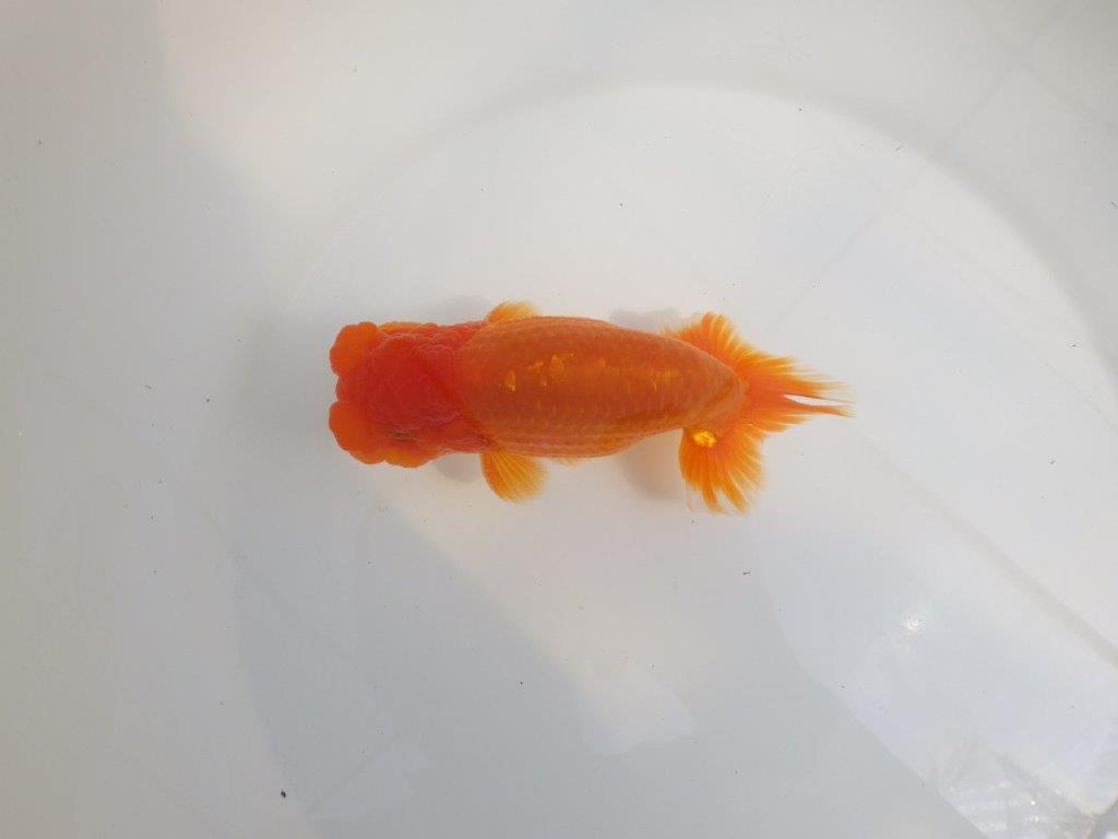 【全国大会東大関獲得系統 】魚の雰囲気が良い 明け二歳らんちゅう 約14,5㎝  オス