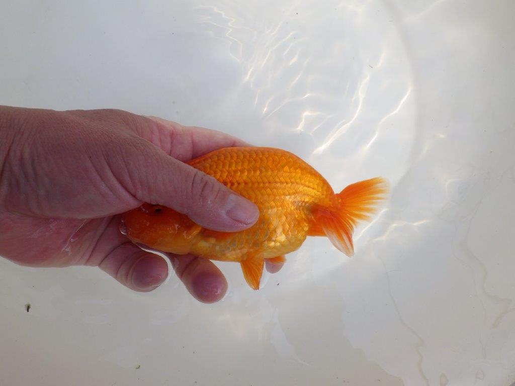 【全国大会東大関獲得系統 】魚の雰囲気が良い 明け二歳らんちゅう 約14,5㎝  オス