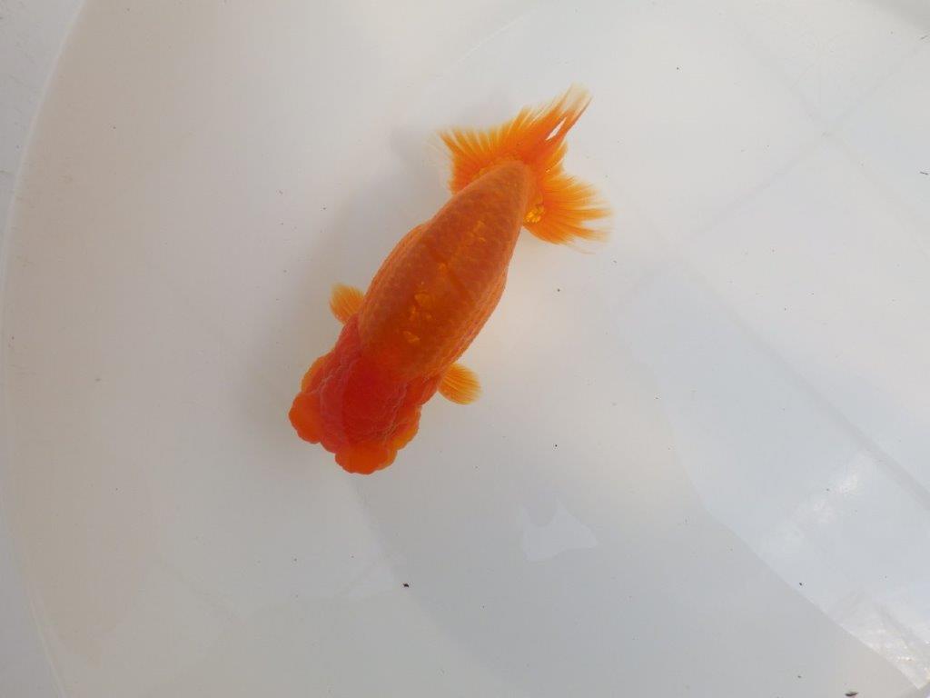 【全国大会東大関獲得系統 】魚の雰囲気が良い 明け二歳らんちゅう 約14,5㎝  オス