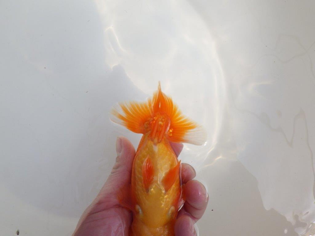 【全国大会東大関獲得系統 】魚の雰囲気が良い 明け二歳らんちゅう 約14,5㎝  オス