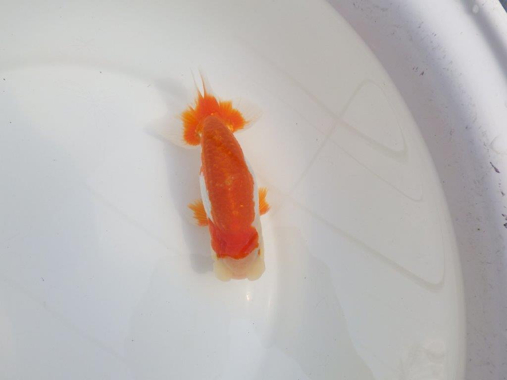 【全国大会東大関獲得系統 】柄も綺麗な更紗明け二歳らんちゅう 約14,5㎝  オス