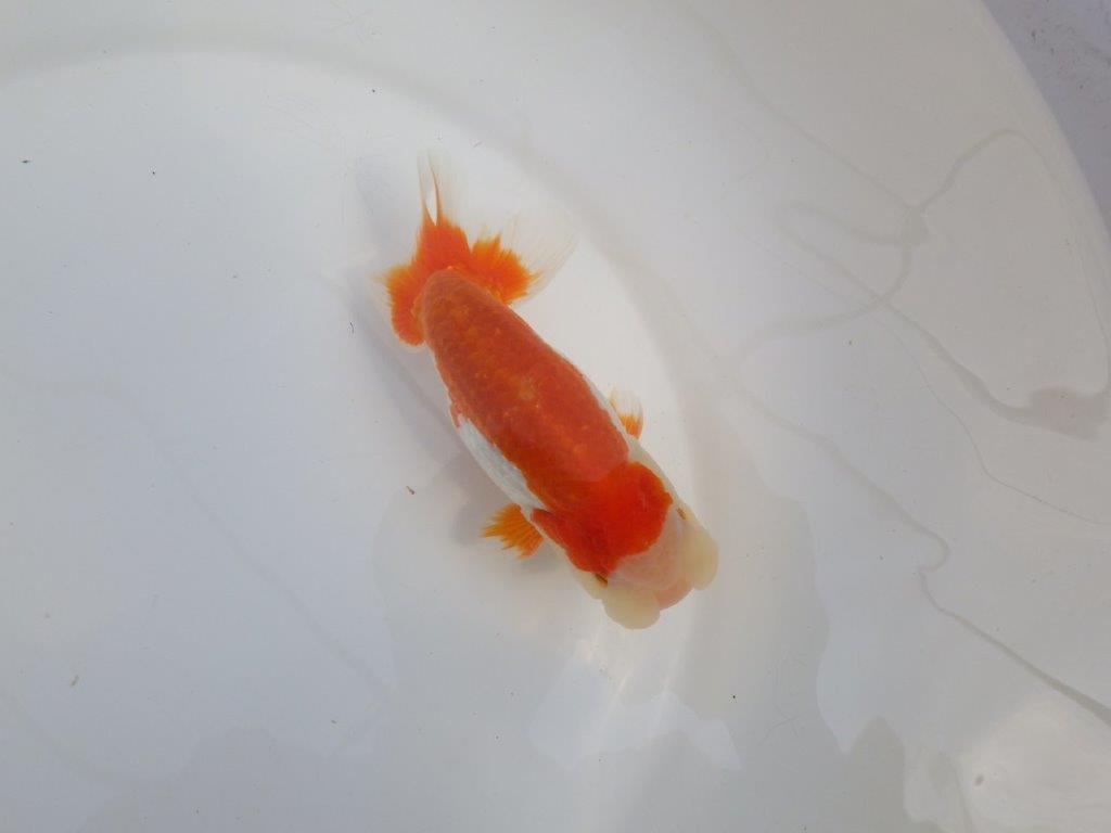 【全国大会東大関獲得系統 】柄も綺麗な更紗明け二歳らんちゅう 約14,5㎝  オス