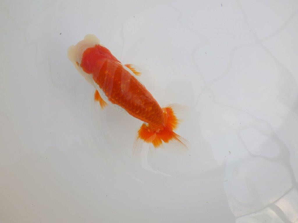 【全国大会東大関獲得系統 】柄も綺麗な更紗明け二歳らんちゅう 約14,5㎝  オスの上身