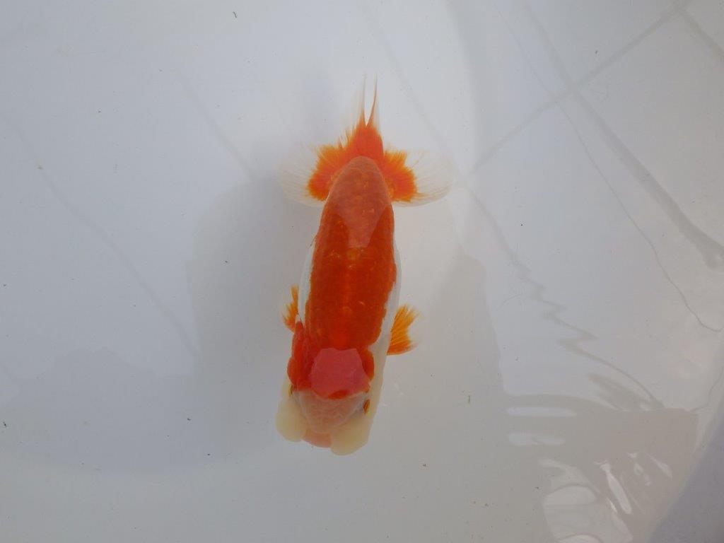 【全国大会東大関獲得系統 】柄も綺麗な更紗明け二歳らんちゅう 約14,5㎝  オス