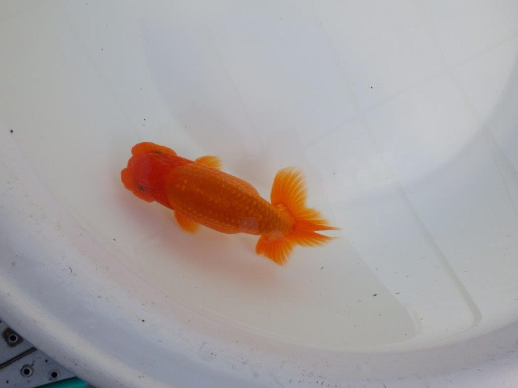 【全国大会東大関獲得系統 】尾の雰囲気が良く種にお勧め 明け二歳らんちゅう 約14,5㎝  オス