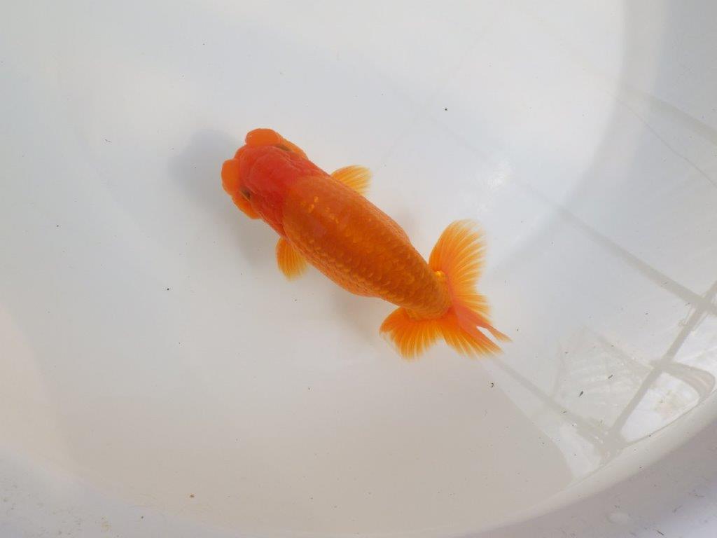 【全国大会東大関獲得系統 】尾の雰囲気が良く種にお勧め 明け二歳らんちゅう 約14,5㎝  オスの上身