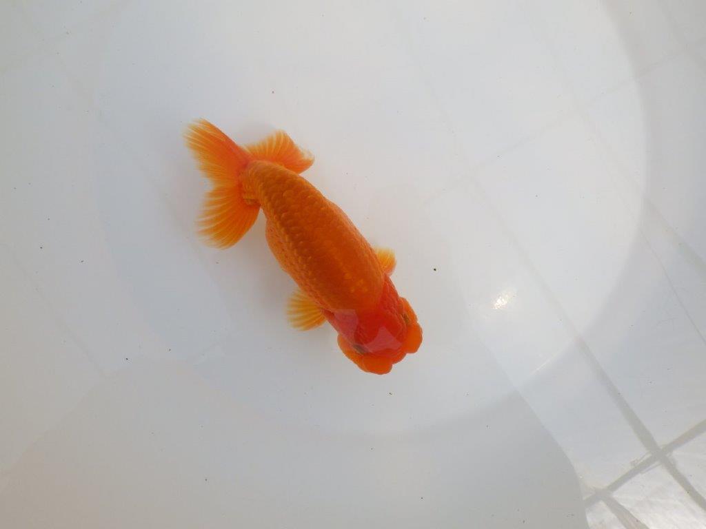 【全国大会東大関獲得系統 】尾の雰囲気が良く種にお勧め 明け二歳らんちゅう 約14,5㎝  オス